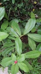 Costus spiralis spiralis