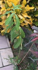 Costus spiralis spiralis