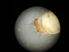 Limnephilus extricatus