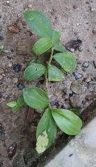 Costus spiralis spiralis