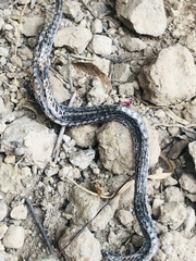 Thamnophis cyrtopsis