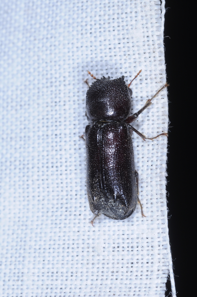 Bostrychopsis uncinata