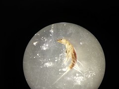 Sialis nigripes
