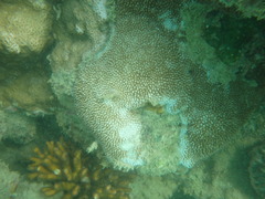 Montipora verrucosa