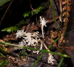 Cordyceps tenuipes