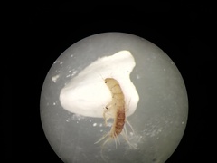 Sialis nigripes