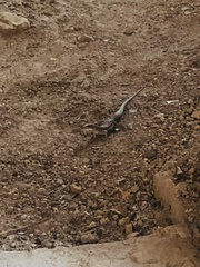 Aspidoscelis gularis