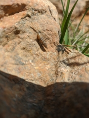 Brephulopsis subulata