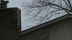 Dendrocygna autumnalis