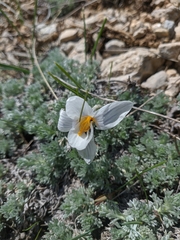 Crocus tauricus