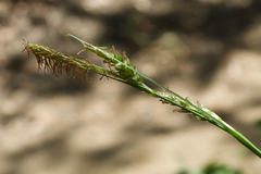Carex triquetra