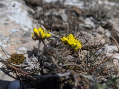 Draba cuspidata