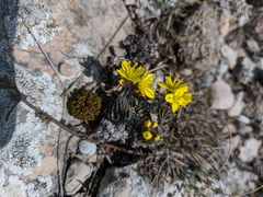 Draba cuspidata