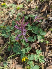 Corydalis paczoskii