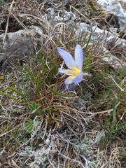 Crocus tauricus