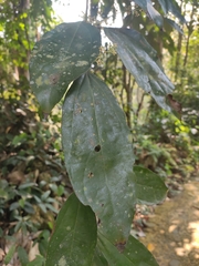 Caryodaphnopsis tonkinensis