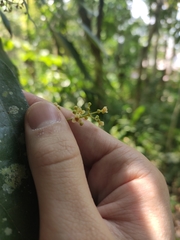 Caryodaphnopsis tonkinensis