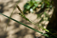 Carex triquetra