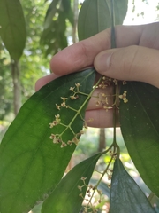 Caryodaphnopsis tonkinensis