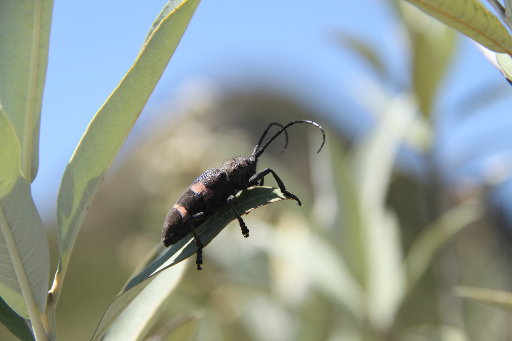 Ceroplesis intermedia