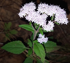 Stevia triflora