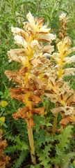 Orobanche balsensis