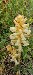Orobanche balsensis
