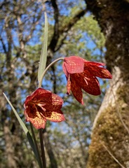 Fritillaria gentneri