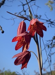 Fritillaria gentneri