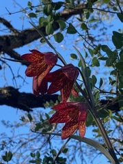 Fritillaria gentneri