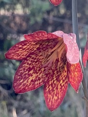 Fritillaria gentneri