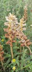 Orobanche balsensis