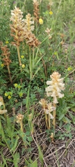 Orobanche balsensis