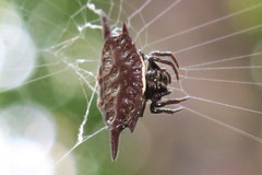 Gasteracantha mengei