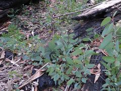 Eucalyptus delegatensis