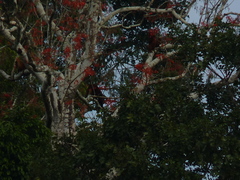 Erythrina ulei