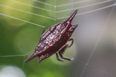 Gasteracantha mengei