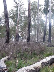 Eucalyptus delegatensis