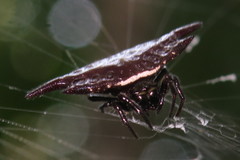 Gasteracantha mengei