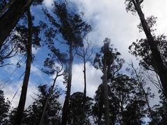 Eucalyptus delegatensis