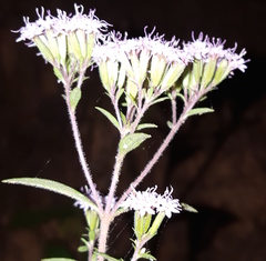 Stevia triflora
