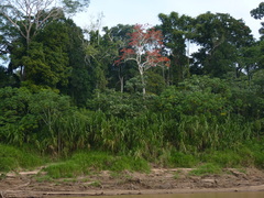 Erythrina ulei