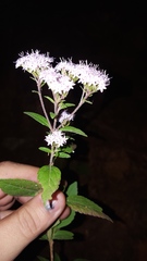 Stevia triflora