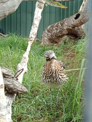 Burhinus