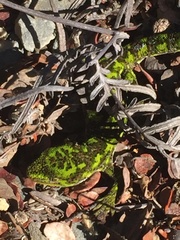 Naultinus stellatus
