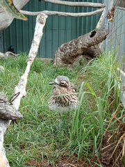 Burhinus