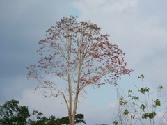 Erythrina ulei