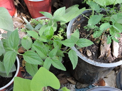 Lantana achyranthifolia