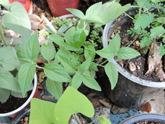 Lantana achyranthifolia