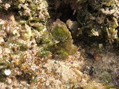 Microdictyon setchellianum